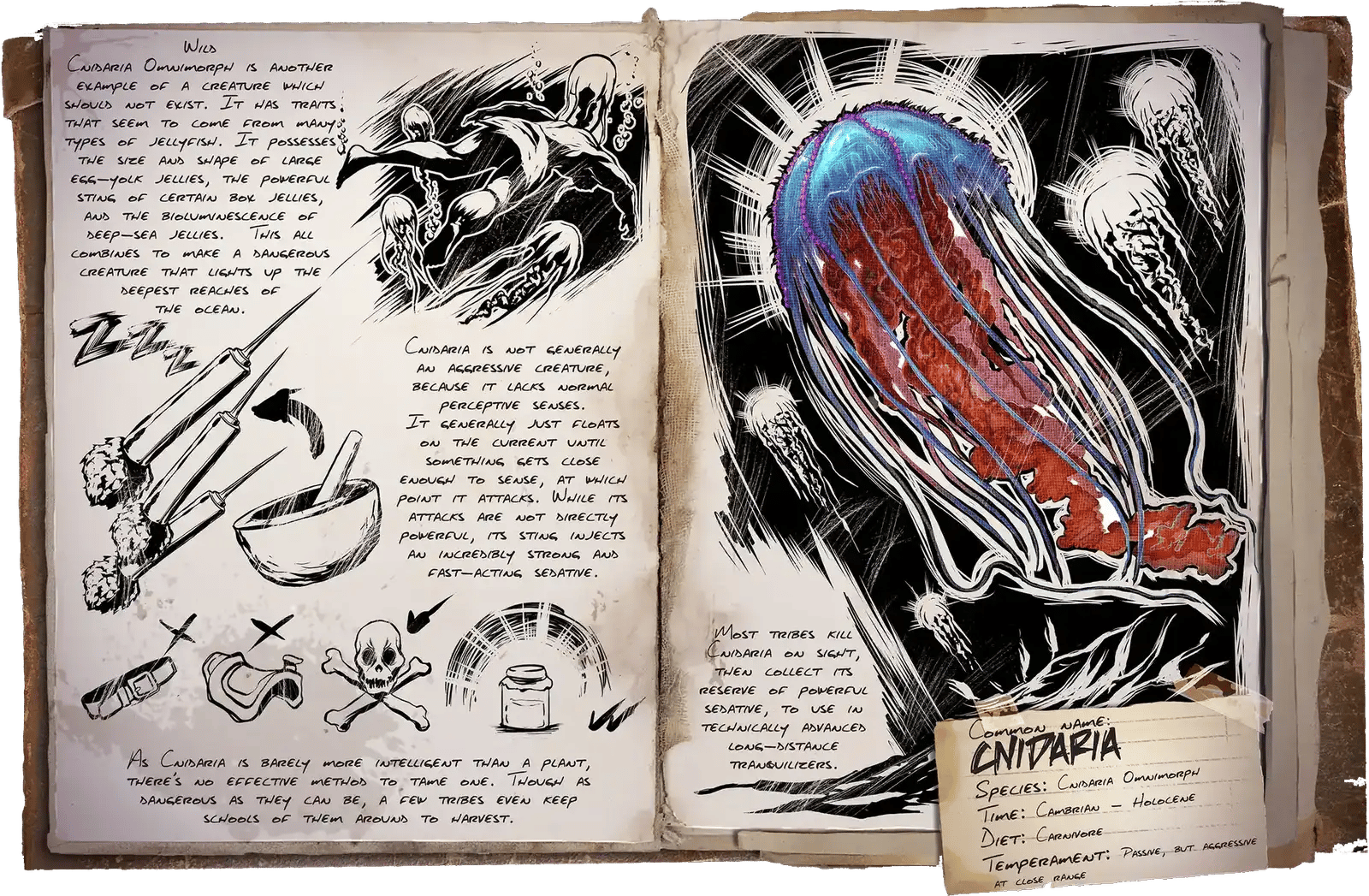 Cnidaria Dossier