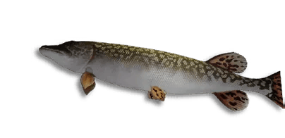 Northern Pike B.P.