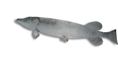 Frozen Northern Pike B.P.
