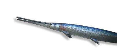 Blueprint: Alligator Gar