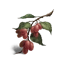 Once Human Боярышник icon