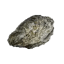 Once Human Muscheln icon