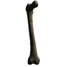 Femur (Trophy Skeleton Femur01)