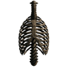 Ribcage (Trophy Skeleton Ribcage01)