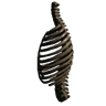 Ribcage (Left Facing)