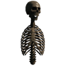 Upper Torso (Trophy Skeleton Torso01)