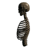 Upper Torso (Trophy Skeleton Torso01 2)
