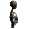Upper Torso (Trophy Skeleton Torso01 3)
