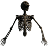 Upper Torso (Trophy Skeleton Torso02)